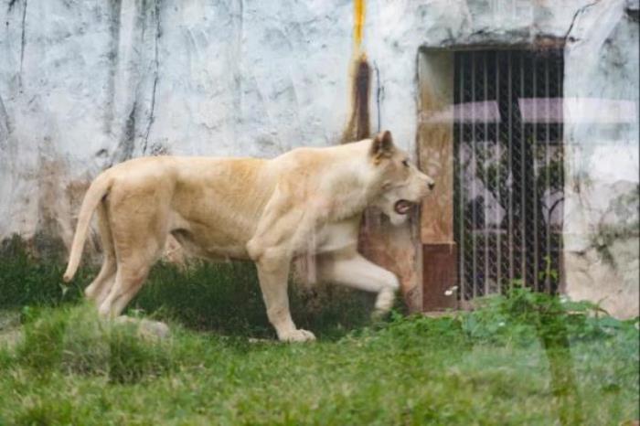 廣州動物園 廣州動物園
