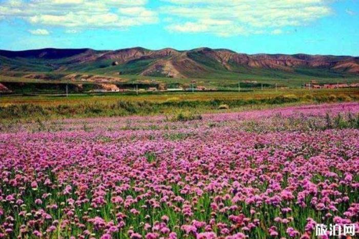 涼都花海 涼都花海