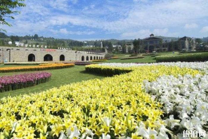 涼都花海 涼都花海