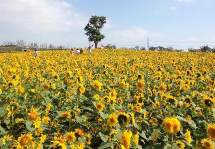 上海周浦花海生態園 上海周浦花海生態園