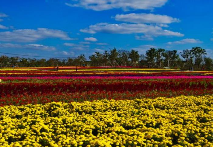 上海周浦花海生態園 上海周浦花海生態園