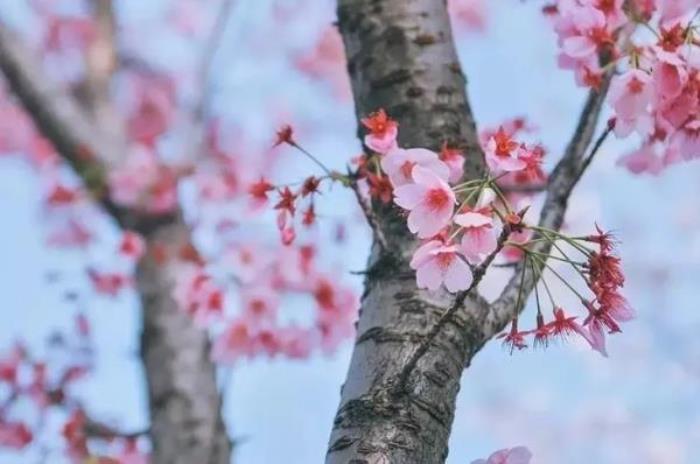 正定古城櫻花小鎮(zhèn) 正定古城櫻花小鎮(zhèn)