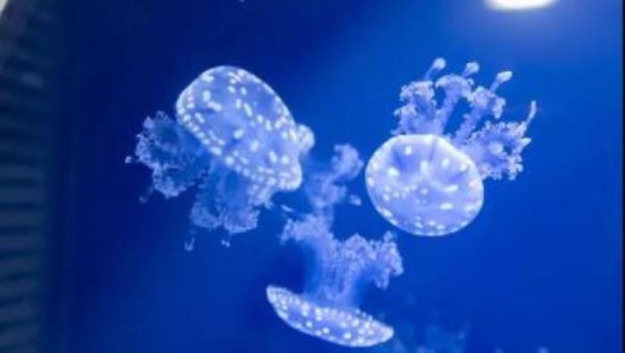 萌寵奇緣 萌寵奇緣