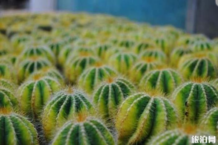 廈門園林植物園景區 廈門園林植物園景區