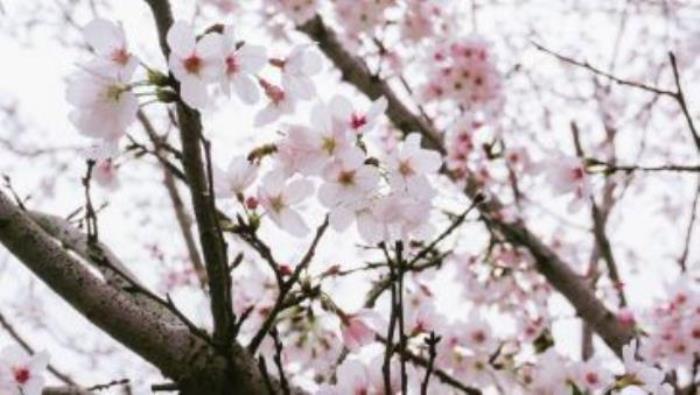 云瀾灣·四季花海樂園 云瀾灣·四季花海樂園