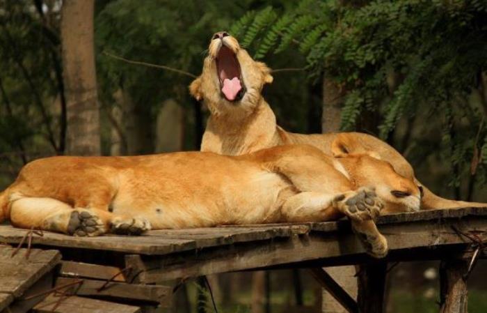 秦皇島野生動物園 秦皇島野生動物園
