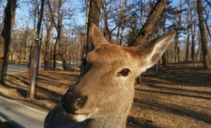 秦皇島野生動物園 秦皇島野生動物園