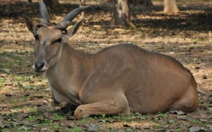 秦皇島野生動物園 秦皇島野生動物園