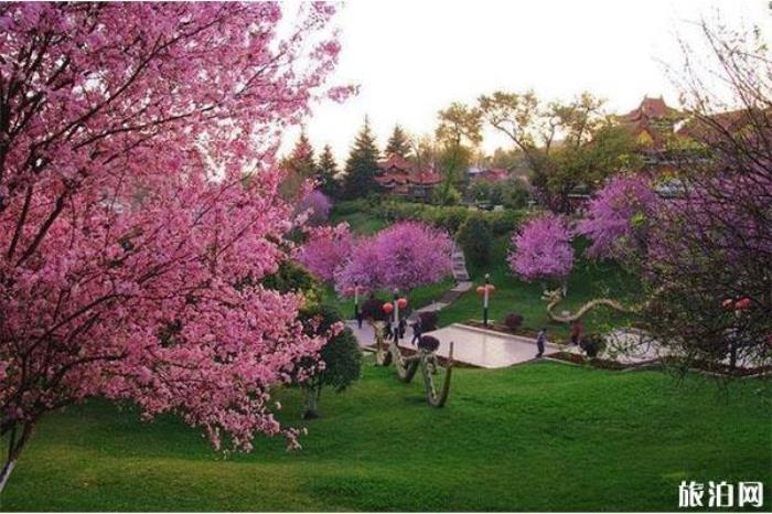 大同靈丘桃花山介紹 大同靈丘桃花山介紹