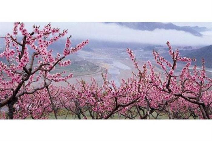 大同靈丘桃花山介紹 大同靈丘桃花山介紹