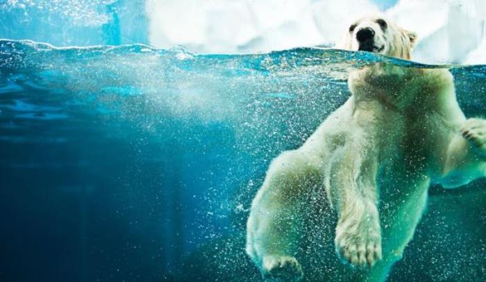 武漢海昌極地海洋公園 武漢海昌極地海洋公園