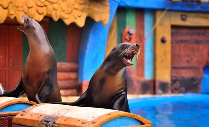 武漢海昌極地海洋公園 武漢海昌極地海洋公園