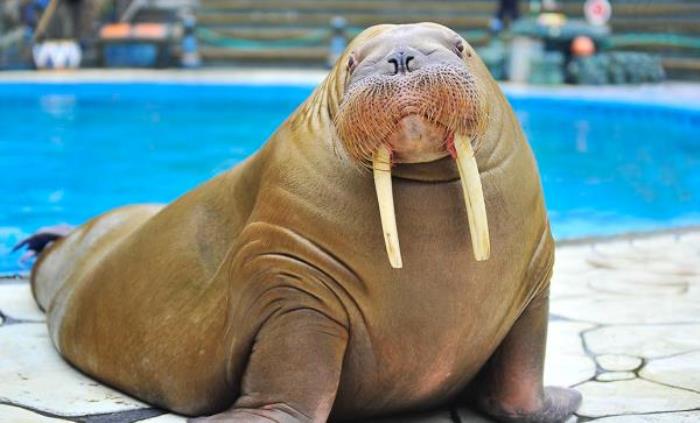 武漢海昌極地海洋公園 武漢海昌極地海洋公園