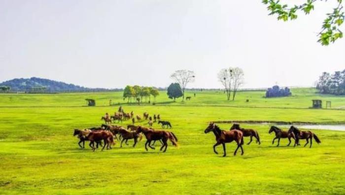 湖北旅游年卡(電子卡) 湖北旅游年卡(電子卡)