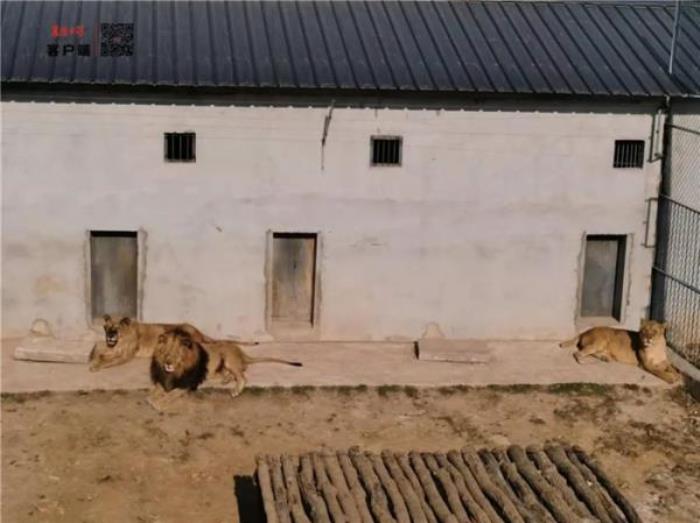 襄陽野生動物世界 襄陽野生動物世界