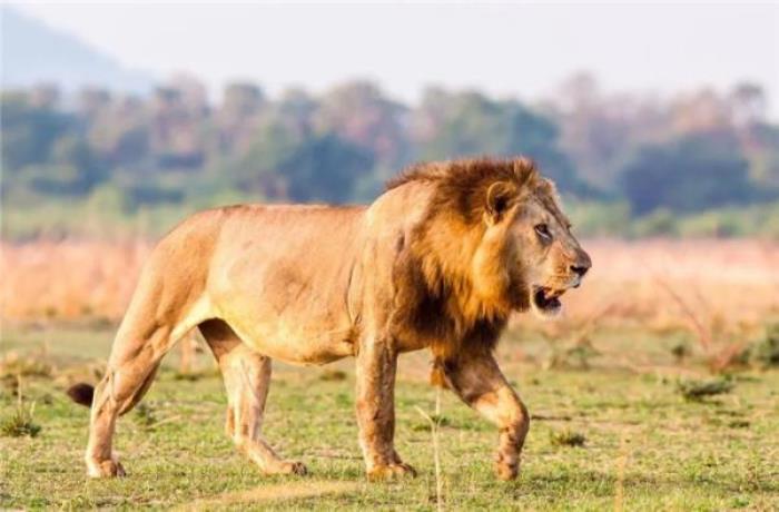 襄陽野生動物世界 襄陽野生動物世界