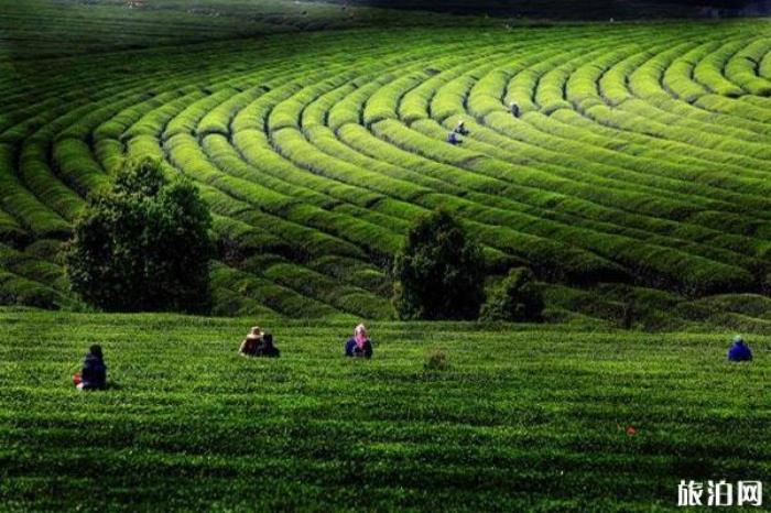 江西鳳凰溝風景區 江西鳳凰溝風景區