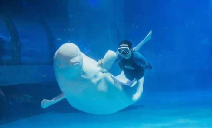 正佳極地海洋世界 正佳極地海洋世界