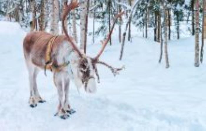 鄂溫克馴鹿園黑龍江景點