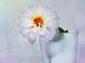 大連伴游旅行咨詢有限公司