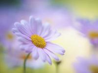 南宮美女陪玩文員實凡白