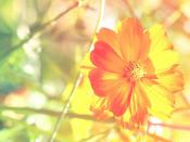 甜美系女頭軟乎乎可愛很特別 超愛用的女頭