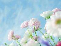 銅川商務伴游播音員霜煙